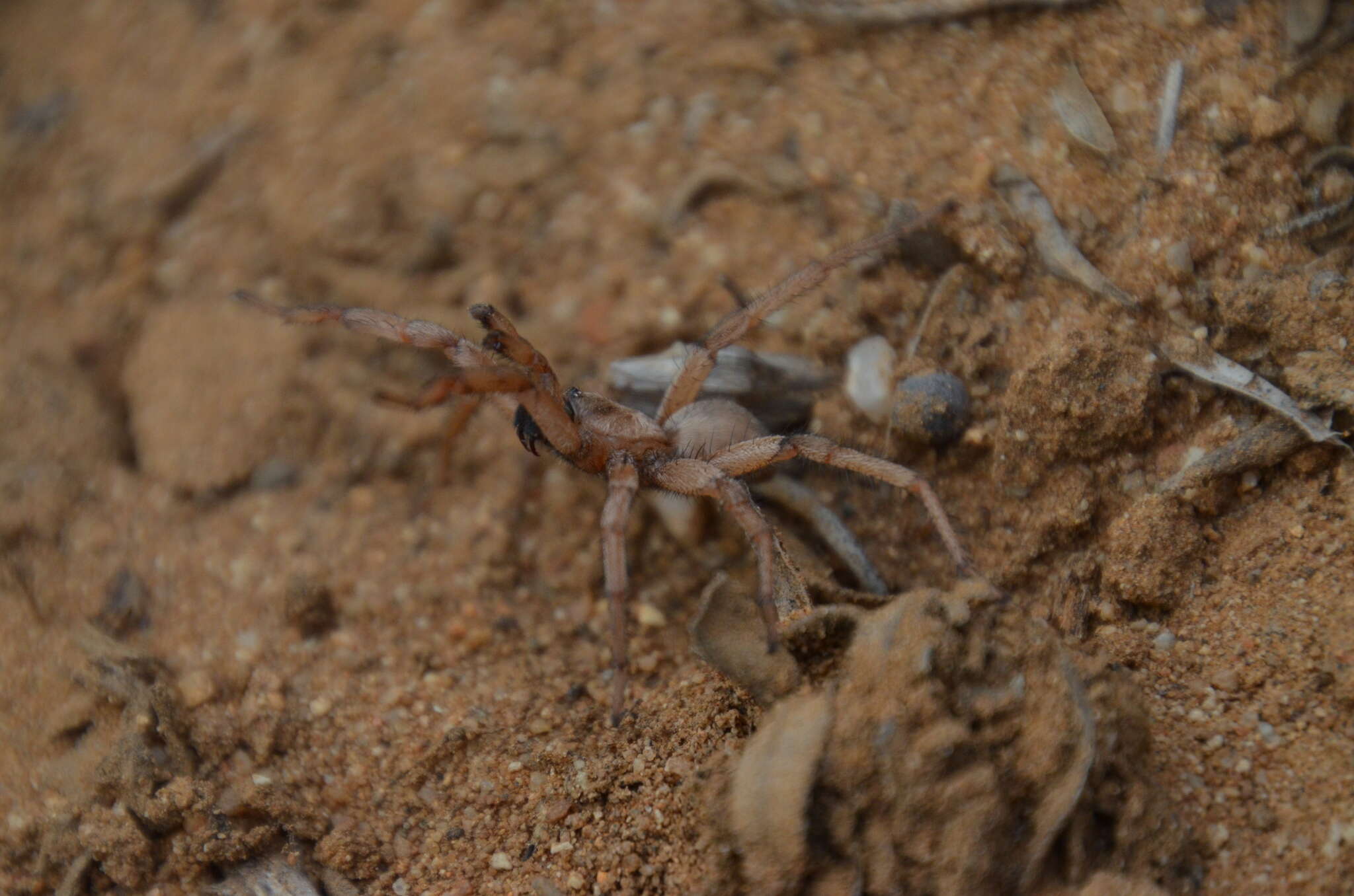 Image of Aptostichus cabrillo Bond 2012