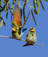 Image of Rainbow Bee-eater