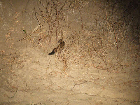 Image of Bushy-tailed Mongoose