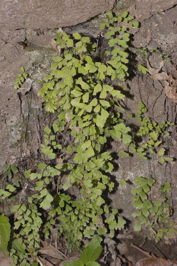 Слика од Adiantum capillus-veneris L.