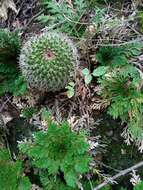 Image de Mammillaria mystax Mart.