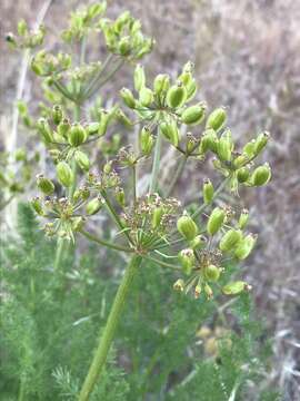 Imagem de Lomatium grayi (Coult. & Rose) Coult. & Rose