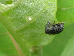 Image of Milkweed Stem Weevil