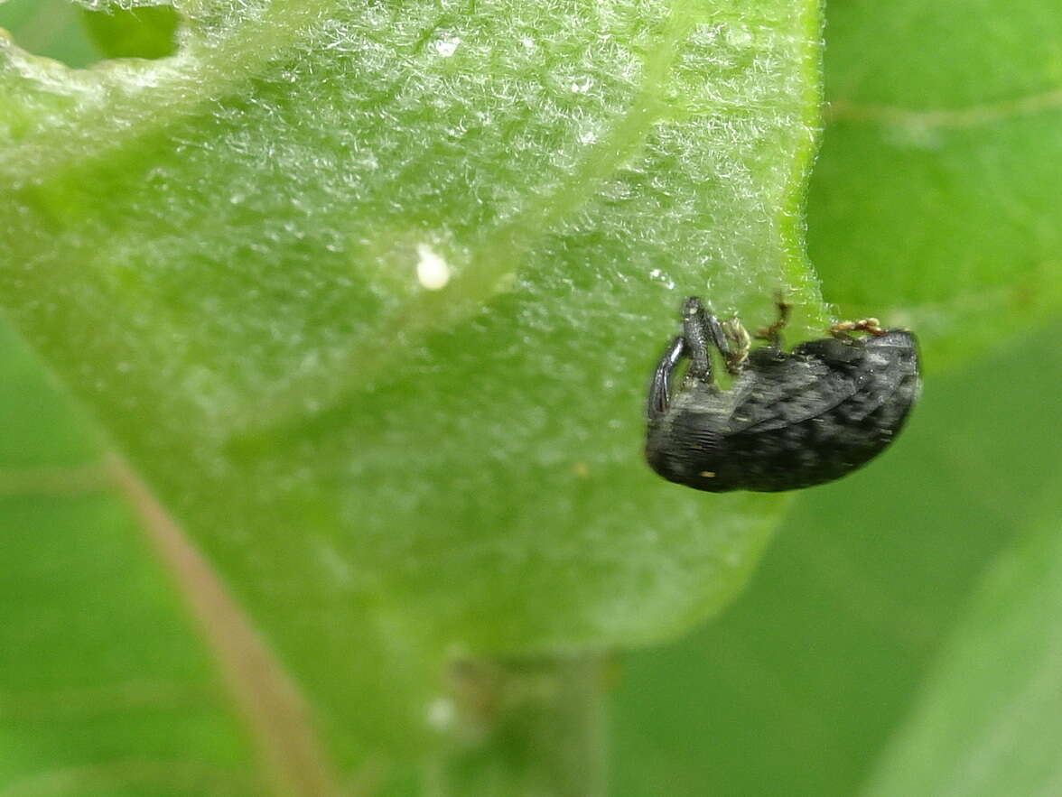 Image of Milkweed Stem Weevil