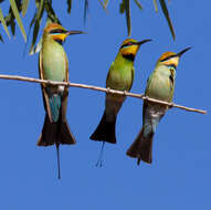 Image of Rainbow Bee-eater