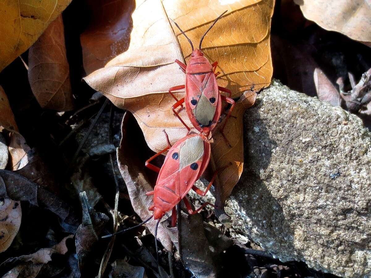 Image of Probergrothius nigricornis