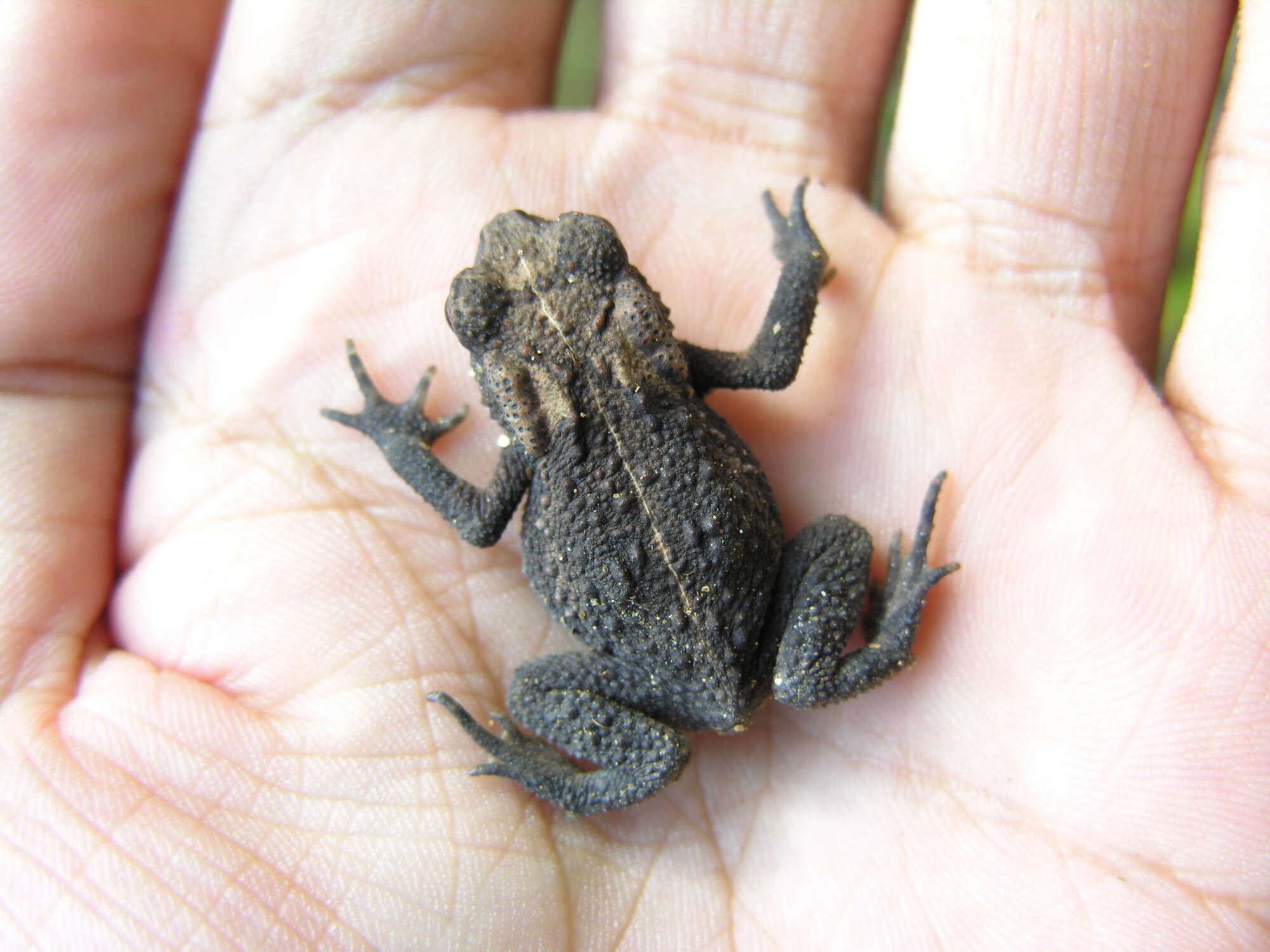 Image of Japanese Common Toad