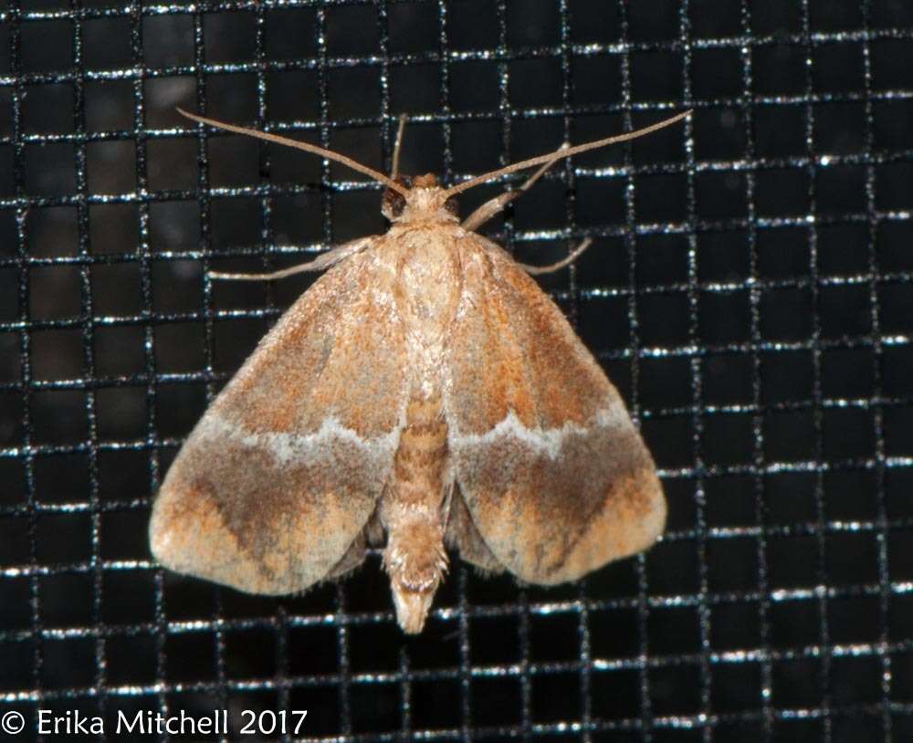 Image of Yellow-shouldered Slug Moth