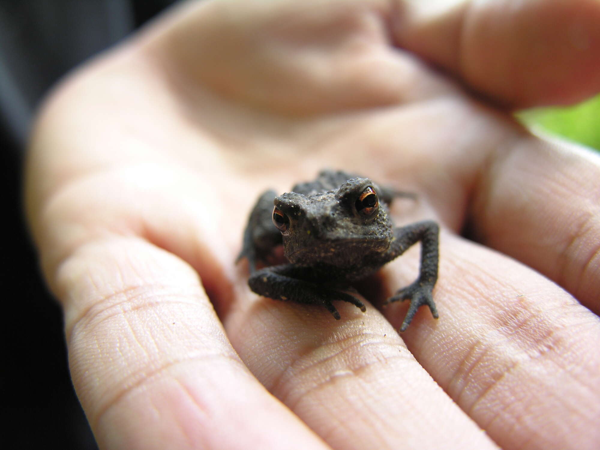 Image of Japanese Common Toad