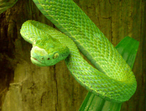 Image of Coffee Palm Viper