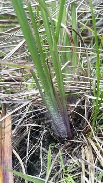 Image of Early Crown Grass