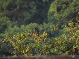 Imagem de Crotophaga Linnaeus 1758