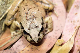 Image of Grey Barred Frog