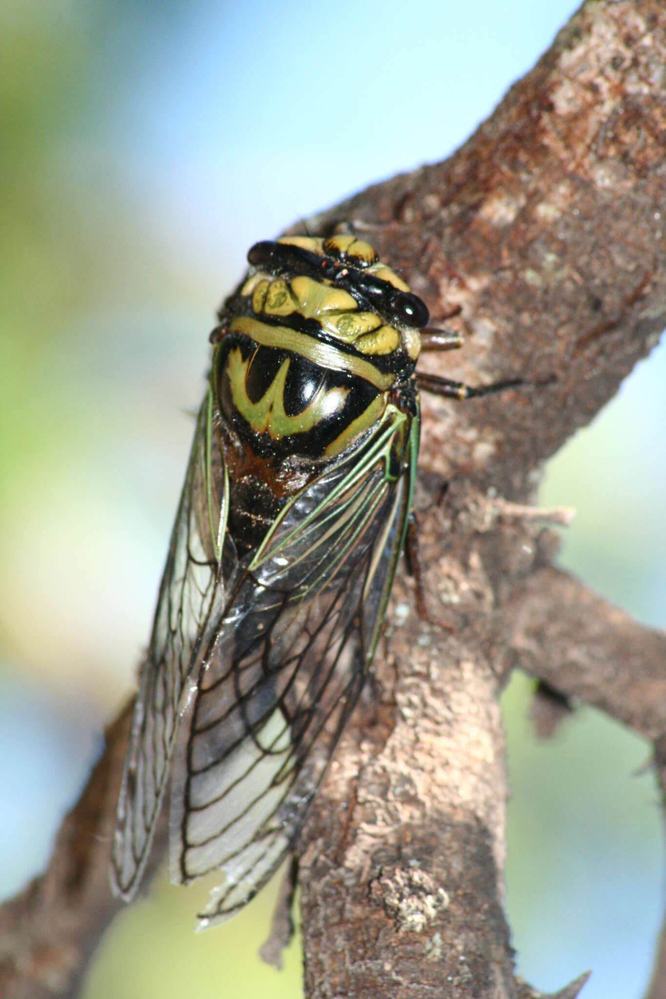 Image of Guyalna bonaerensis (Berg 1879)