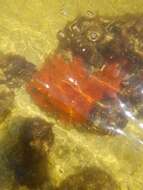 Image of red boring sponge