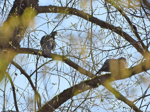 Image de Pigeon ramier