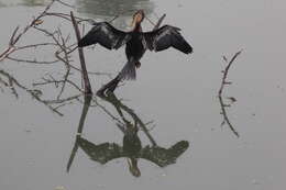 Image of Oriental Darter