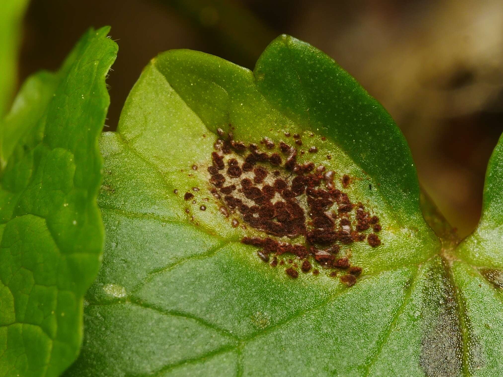 Image of Uromyces ficariae (Schumach.) Lév. 1860