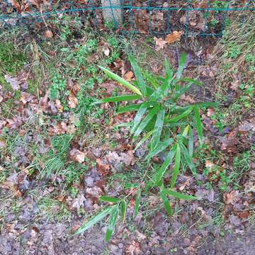 Image of arrow bamboo