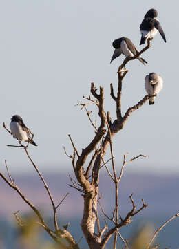 Image of White-breasted Woodswallow