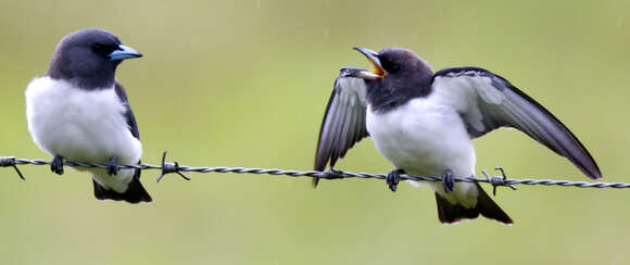 Image of White-breasted Woodswallow