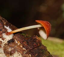 Image of Marasmius elegans (Cleland) Grgur. 1997