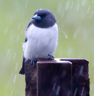 Image of White-breasted Woodswallow