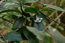 Image of Ixora philippinensis Merr.