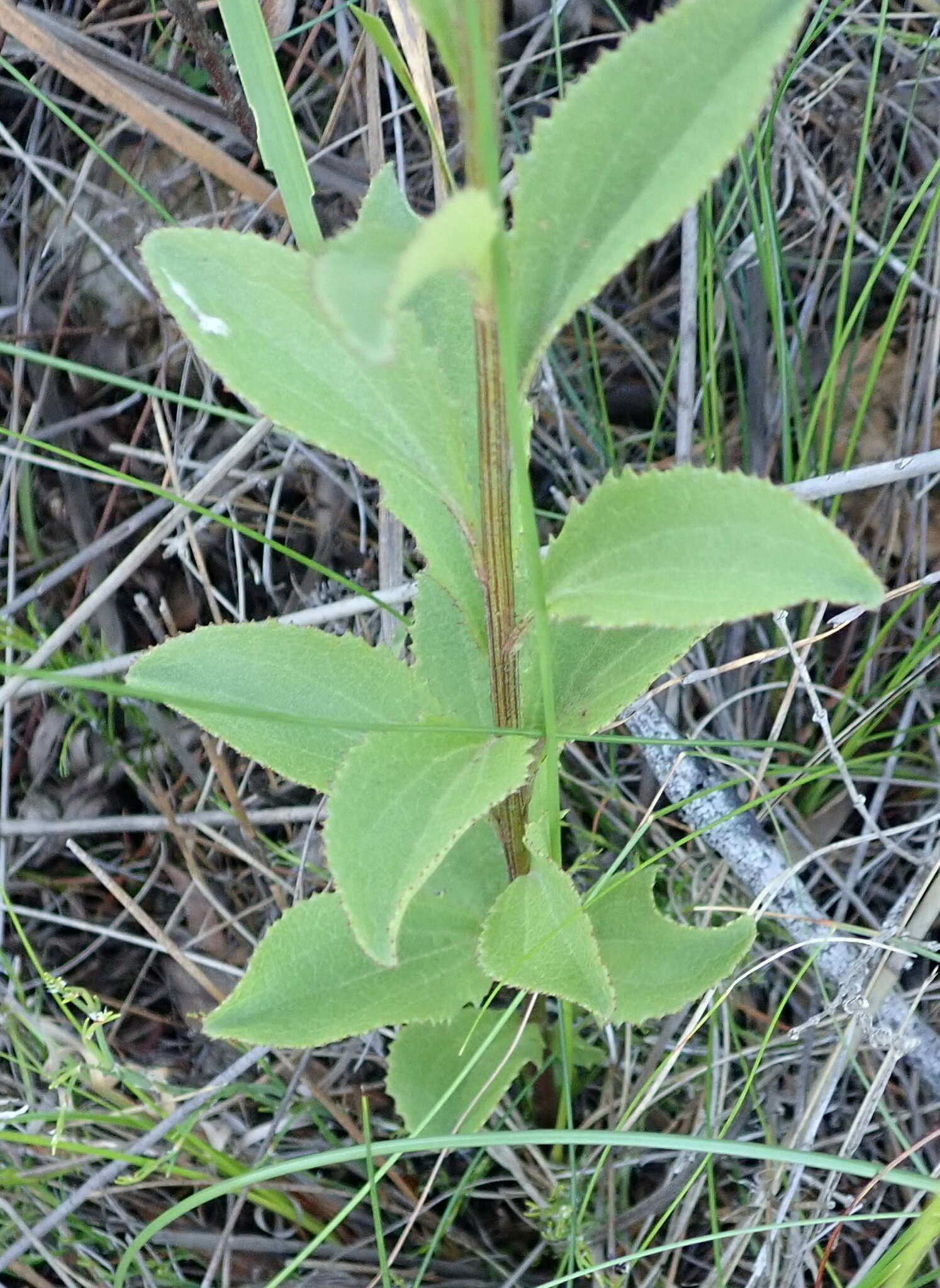 Image of Senecio crenatus Thunb.