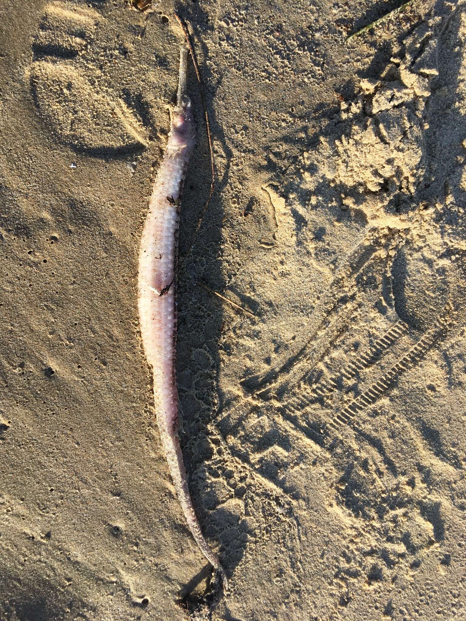 Image of Duncker&#39;s pipefish