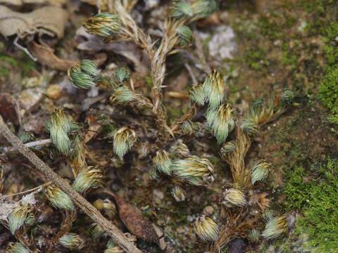 Image de Selaginella peruviana (Milde) Hieron.