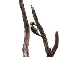 Image of Black-rumped Flameback