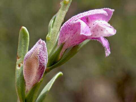 Image of Eremophila divaricata subsp. divaricata