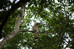 Image of Indian Grey Hornbill