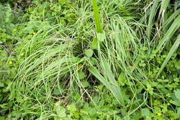 Image of Allium macrostemon Bunge