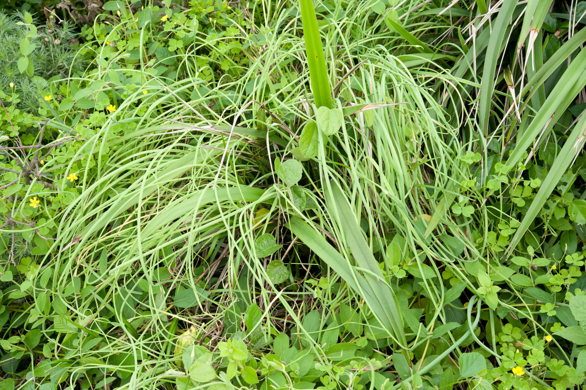 Image of Allium macrostemon Bunge