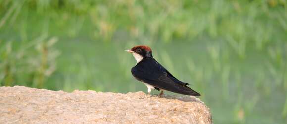 Hirundo smithii Leach 1818 resmi