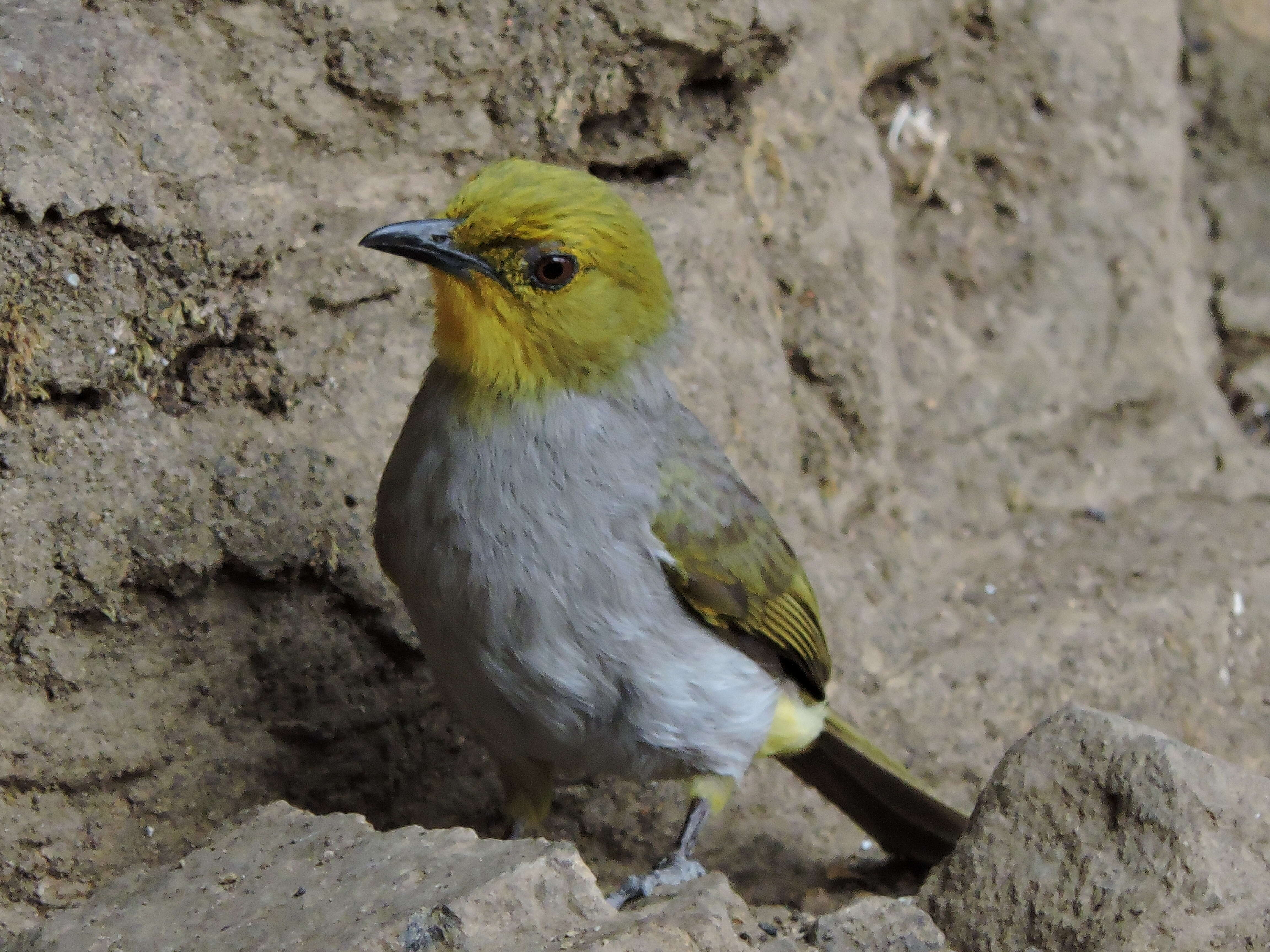 Image of Yellow-throated Bulbul