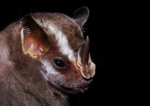 Image of striped yellow-eared bat