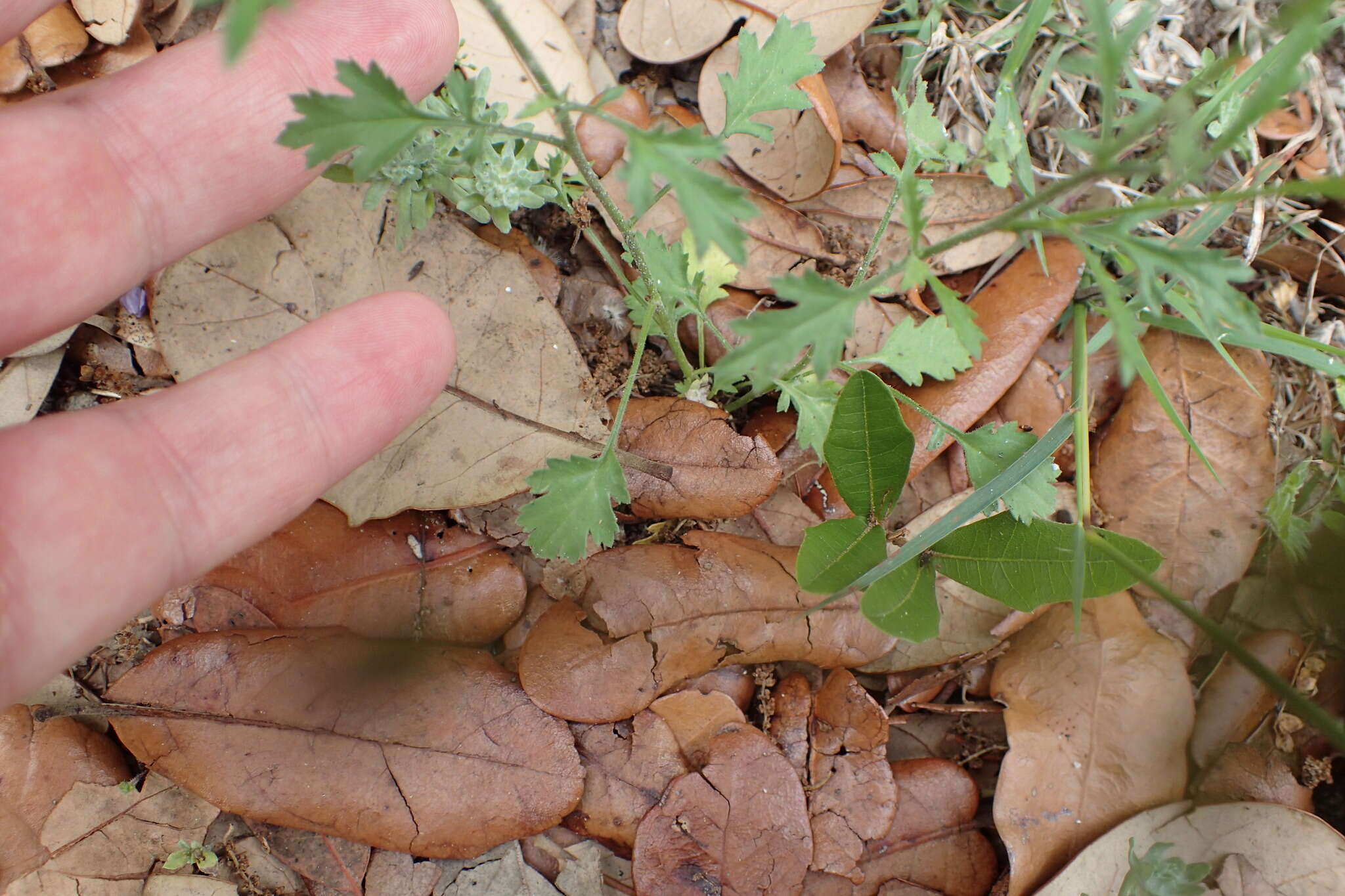 Image of splitleaf gilia