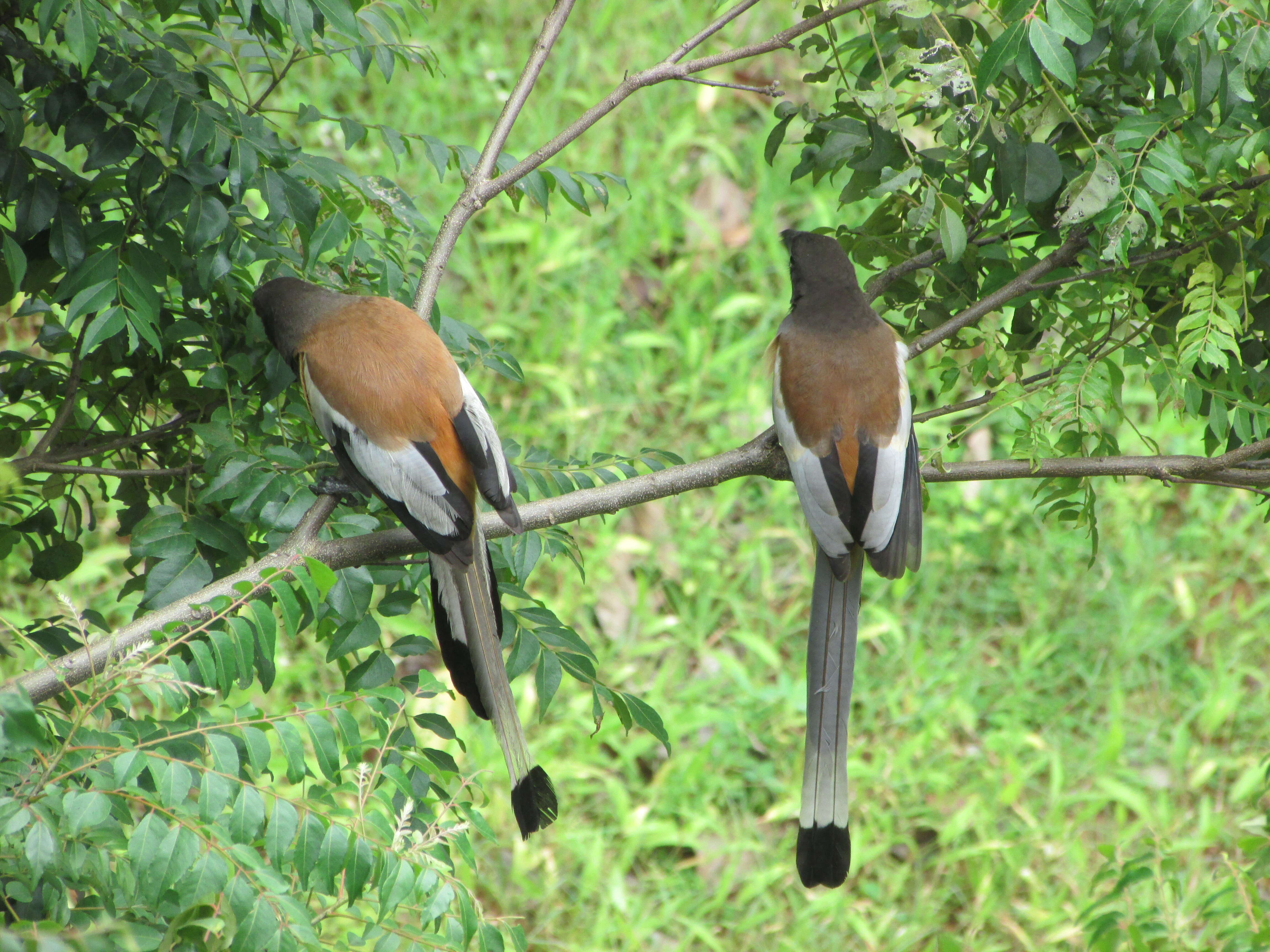 Image of Rufous Treepie