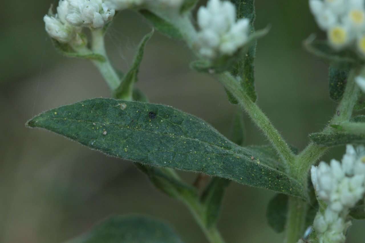 Слика од Pseudognaphalium chartaceum (Greenm.) A. A. Anderberg