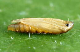 Phyllonorycter quercifoliella (Zeller 1839)的圖片