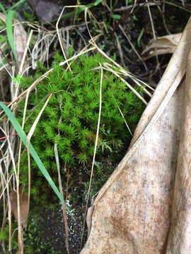 Image of Dicranum speirophyllum Montagne 1843