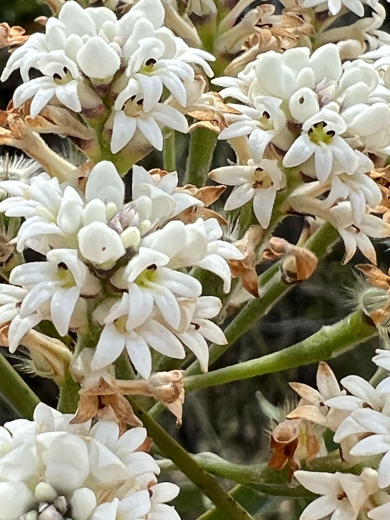 Image of Conospermum longifolium subsp. longifolium