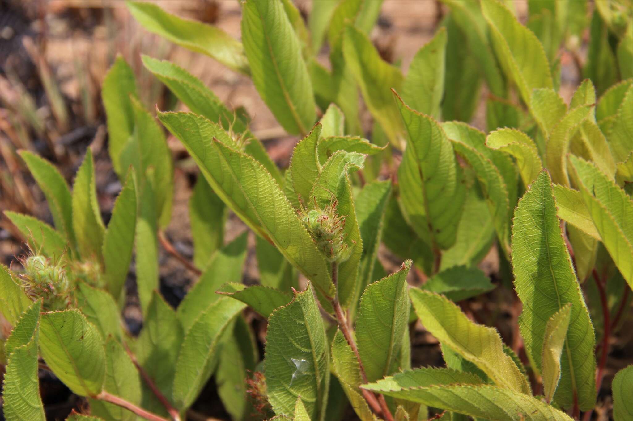 Image of Acalypha polymorpha Müll. Arg.