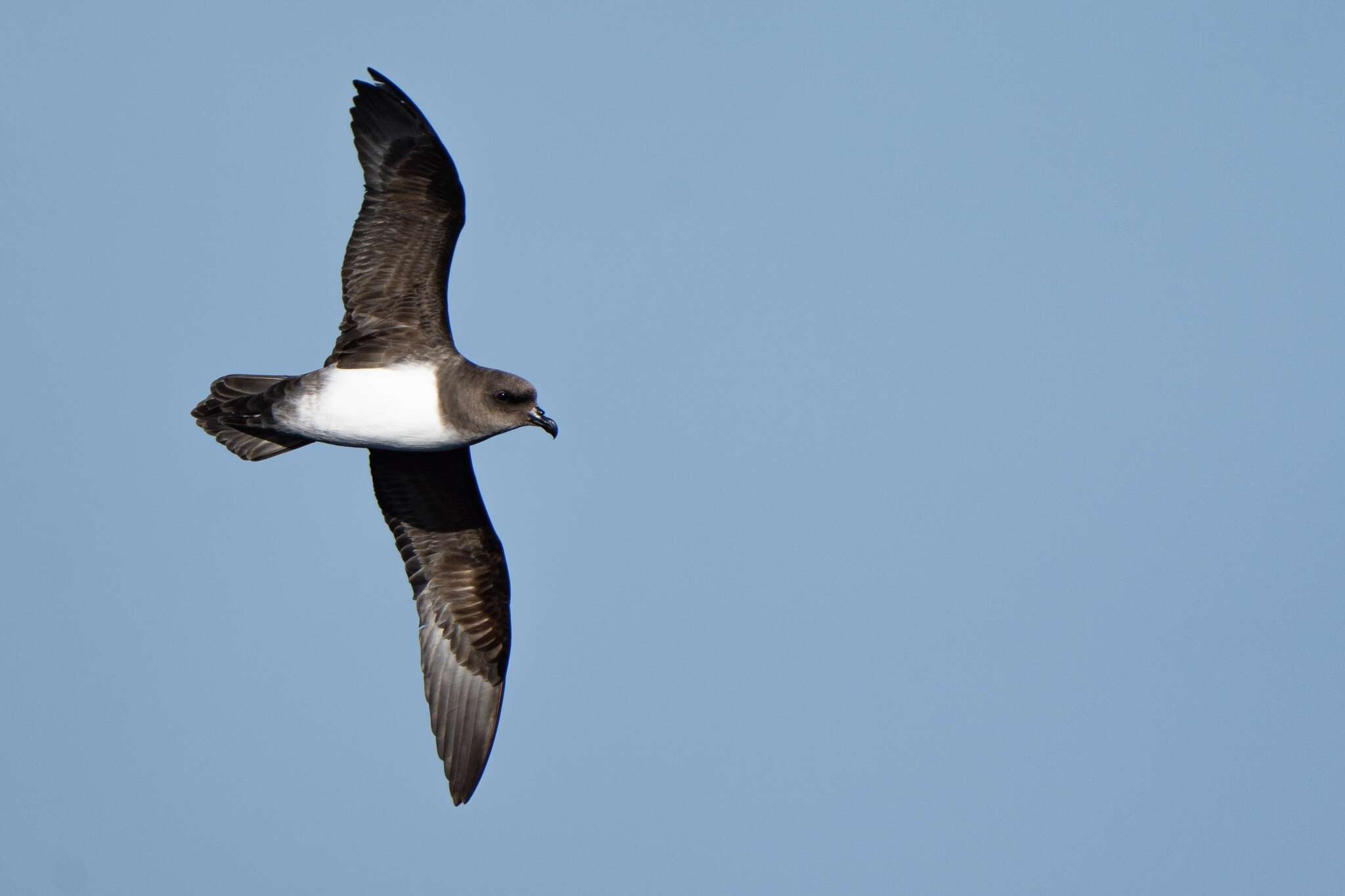 Image of Atlantic Petrel