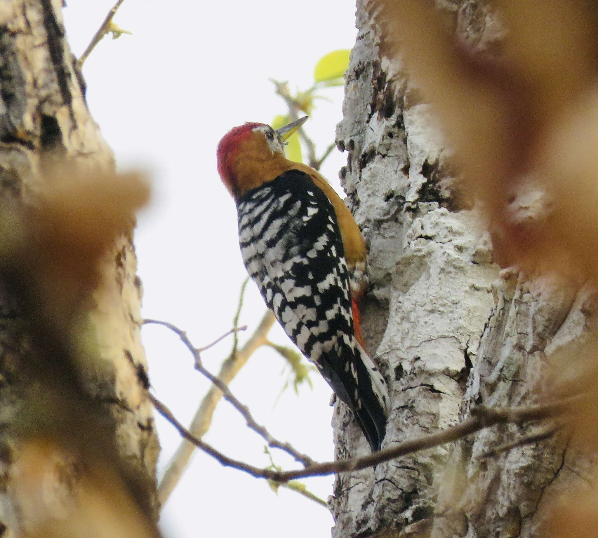 Image of Rufous-bellied Woodpecker