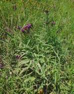 Image of Plains Ironweed