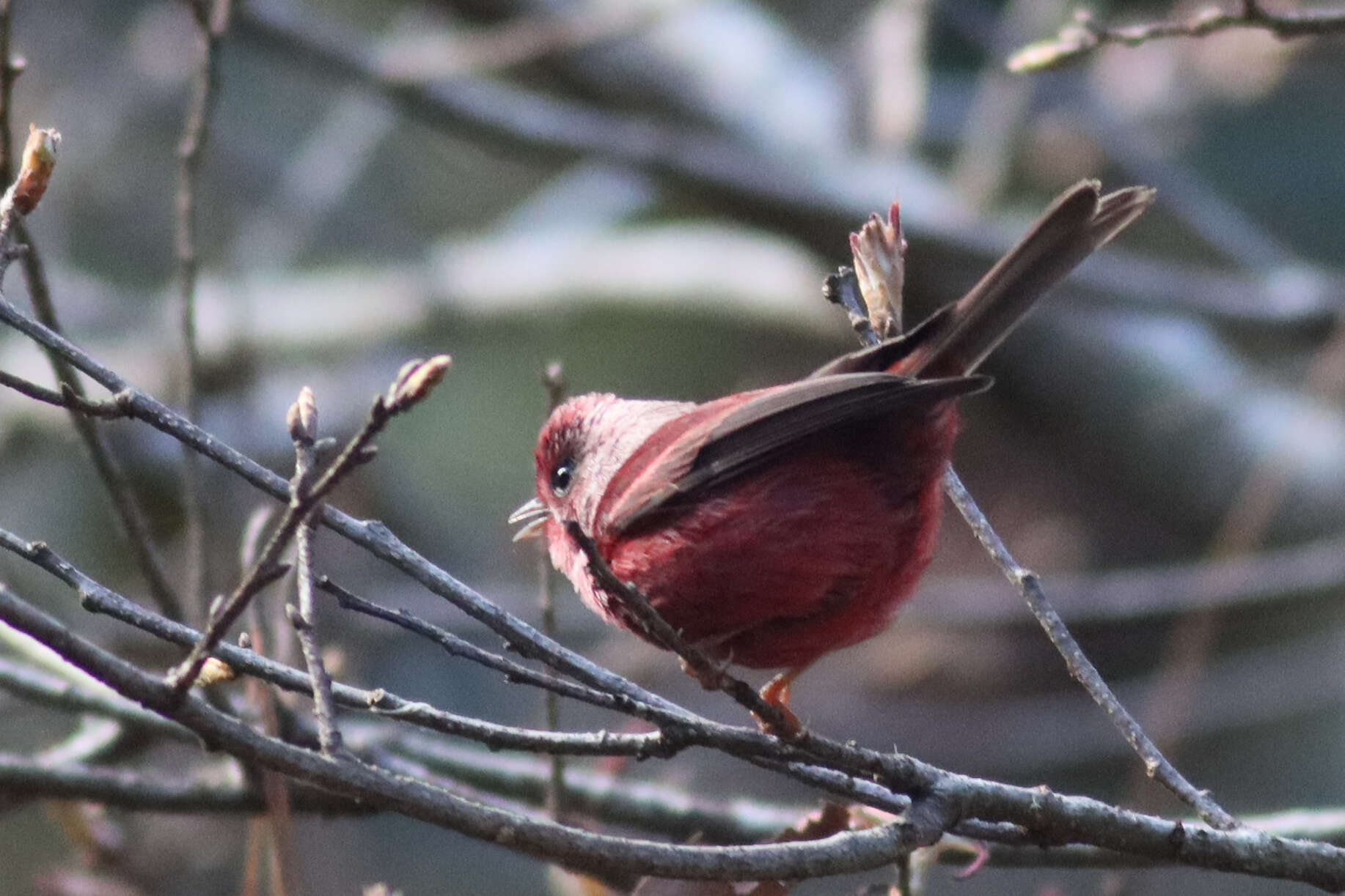 Image of Pink-headed Warbler